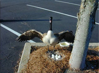 Angry Goose