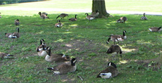 Angry Goose