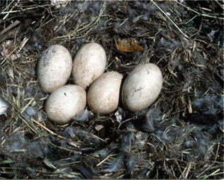 Egg Depradation