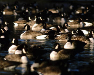 Goose Flock