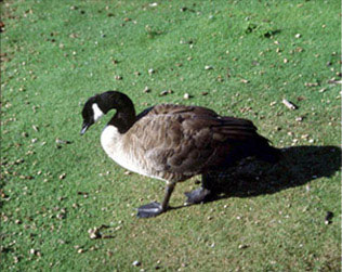 Goose Poop